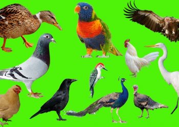 आपल्या आजूबाजूचे पशुपक्षी असे देतात, पाऊसाचे पूर्वसंकेत