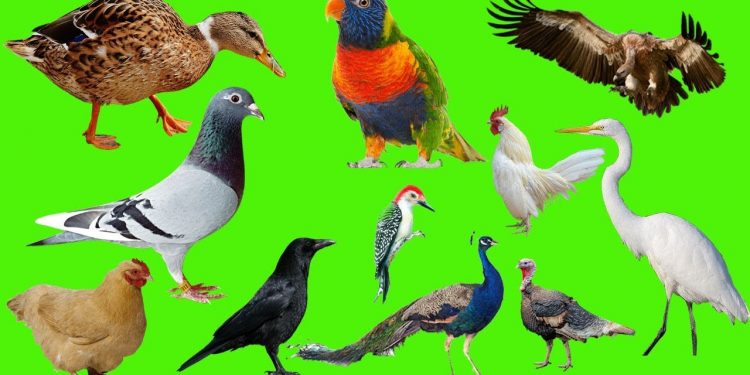 आपल्या आजूबाजूचे पशुपक्षी असे देतात, पाऊसाचे पूर्वसंकेत