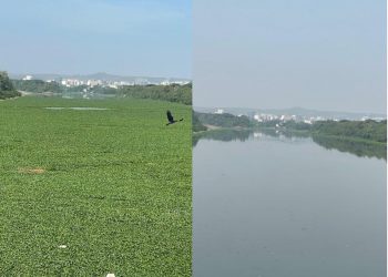 मुळा मुठा नदी पात्रातील जलपर्णी काढण्यात यश