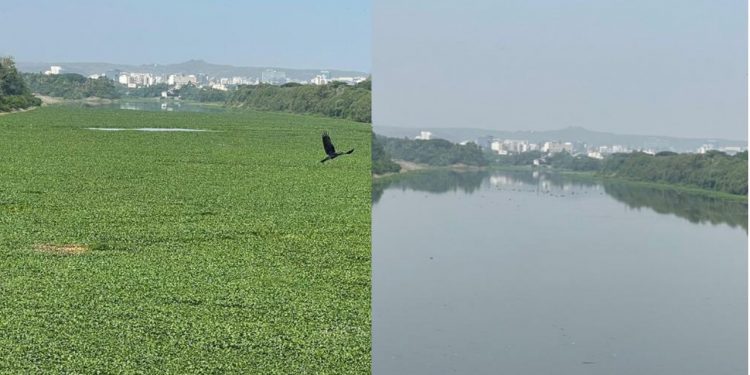 मुळा मुठा नदी पात्रातील जलपर्णी काढण्यात यश