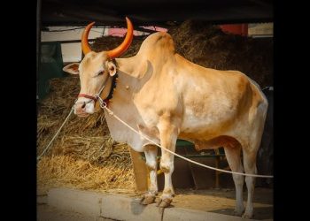 बळीराजा आणि बैलाचं अनोखं नातं!