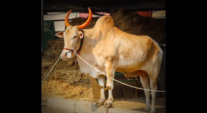 बळीराजा आणि बैलाचं अनोखं नातं!