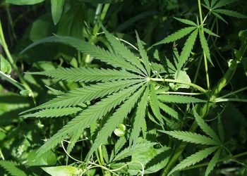 गुजरातच्या तस्कराला कल्याण लोहमार्ग पोलिसांनी पकडले!