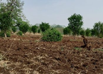 हिंगणा तालुक्यात अवकाळी पावसाने संत्रा-मोसंबी बागांचे मोठे नुकसान!