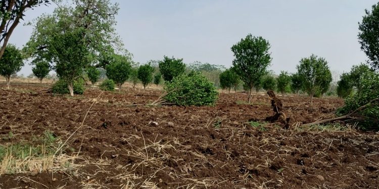 हिंगणा तालुक्यात अवकाळी पावसाने संत्रा-मोसंबी बागांचे मोठे नुकसान!