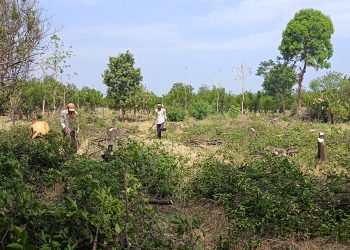 रतनपूर शेत शिवारातील तीन एकर संत्रा बागेवर चालविली कुर्‍हाड.