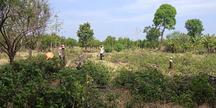 रतनपूर शेत शिवारातील तीन एकर संत्रा बागेवर चालविली कुर्‍हाड.