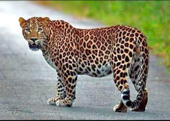 गारपीरवाडी चौधरवाडी भागांमध्ये बिबट्याच्या वावर!