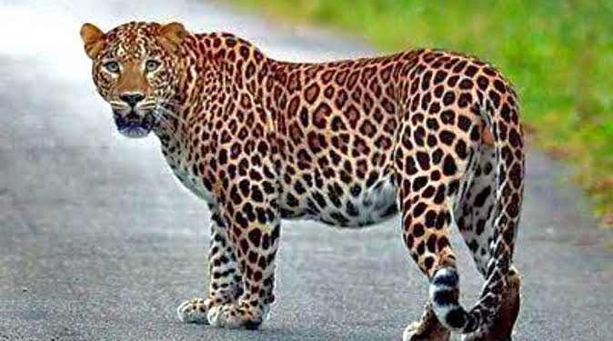 गारपीरवाडी चौधरवाडी भागांमध्ये बिबट्याच्या वावर!