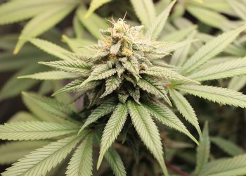 बदलापूर, अंबरनाथमध्ये चहा, पान टपऱ्यांवर ड्रग्जची राजरोस विक्री!