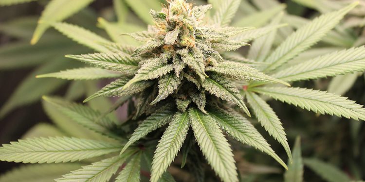 बदलापूर, अंबरनाथमध्ये चहा, पान टपऱ्यांवर ड्रग्जची राजरोस विक्री!