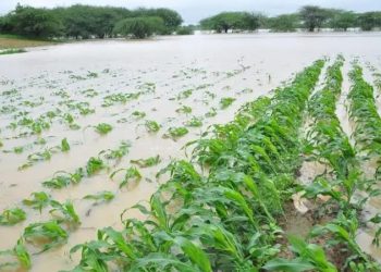 फलटण तालुक्यातील अवकाळी पावसाने नुकसान झालेल्या शेतकऱ्यांचे पंचनामे न झाल्याने शेतकरी चिंतेत!