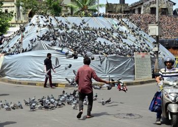 कबूतरखाना बंद… पण कबूतरांना कोण सांगणार?