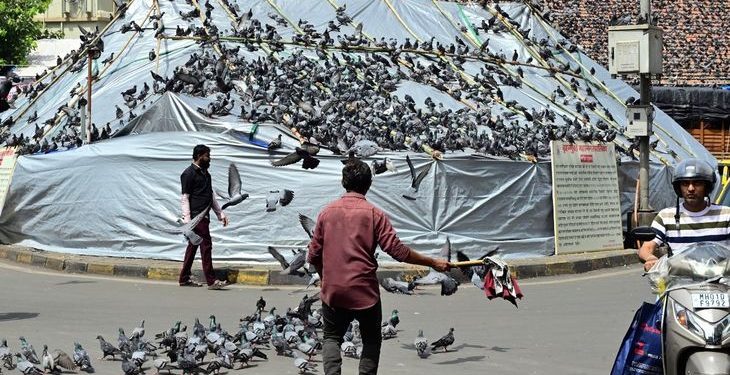 कबूतरखाना बंद… पण कबूतरांना कोण सांगणार?
