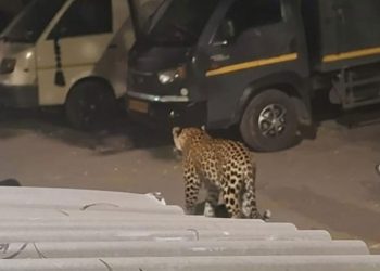 पुण्याच्या मध्यवस्तीत, महर्षिनगरमध्ये बिबट्याचा वावर?