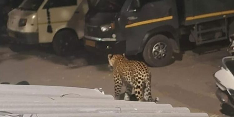 पुण्याच्या मध्यवस्तीत, महर्षिनगरमध्ये बिबट्याचा वावर?