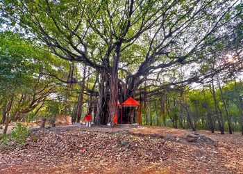 तपोवनातील वृक्षतोड : सयाजी शिंदेंचा सरकारला थेट सवाल!