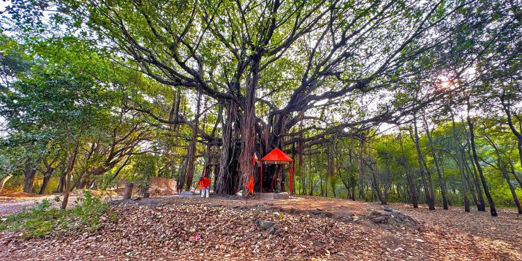 तपोवनातील वृक्षतोड : सयाजी शिंदेंचा सरकारला थेट सवाल!