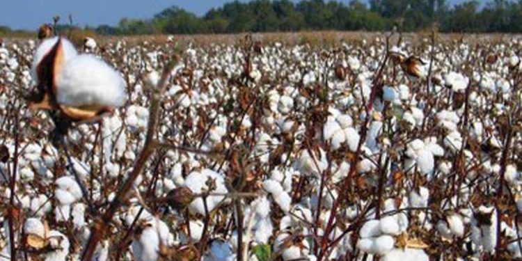 महाराष्ट्र शासन आणि गोदरेज अ‍ॅग्रोवेट यांची कापूस शेतकऱ्यांसाठी महत्त्वाची भागीदारी!